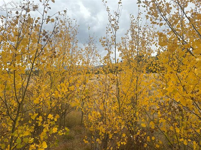 Lot 020 Vine Road Fairplay, CO 80440 - Photo 7 of 9 Gallery Image 7
