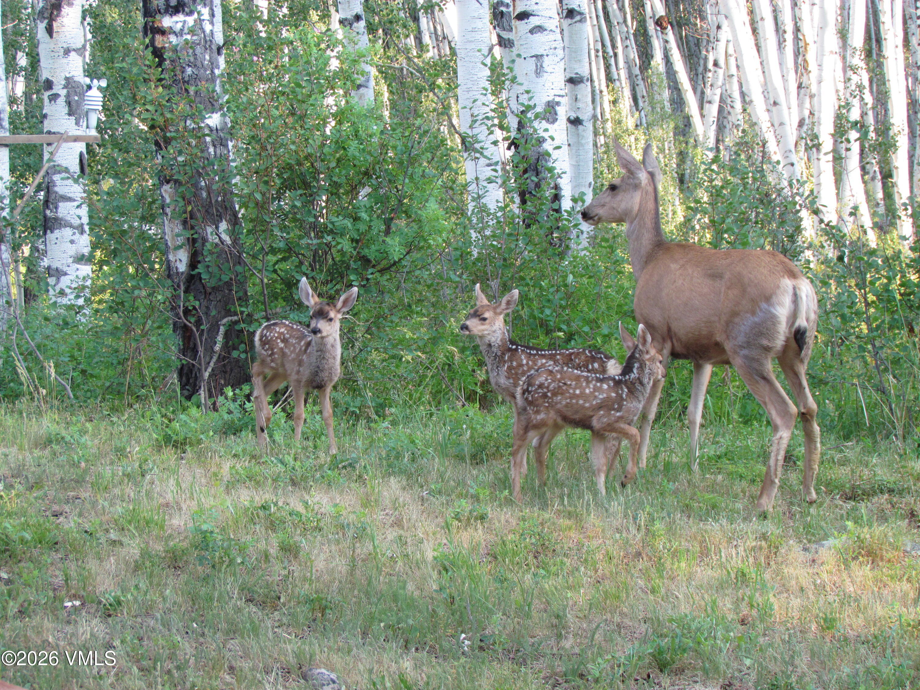 6010 Salt Creek Road Eagle, CO 81631 - Photo 64 of 69 Deer in Meadow