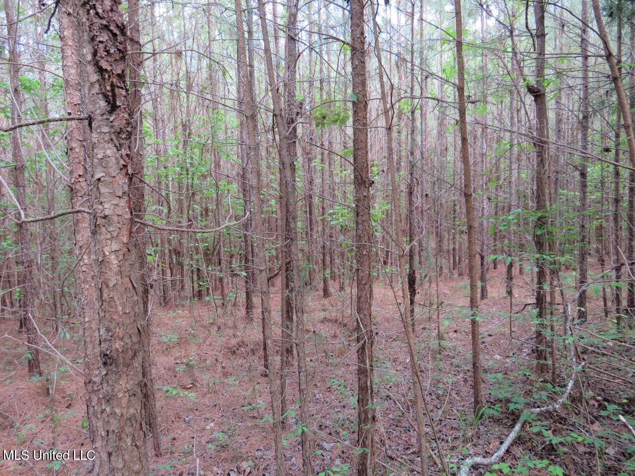 3179 Attala Road McCool, MS 39108 - Photo 13 of 27 IMG_0543