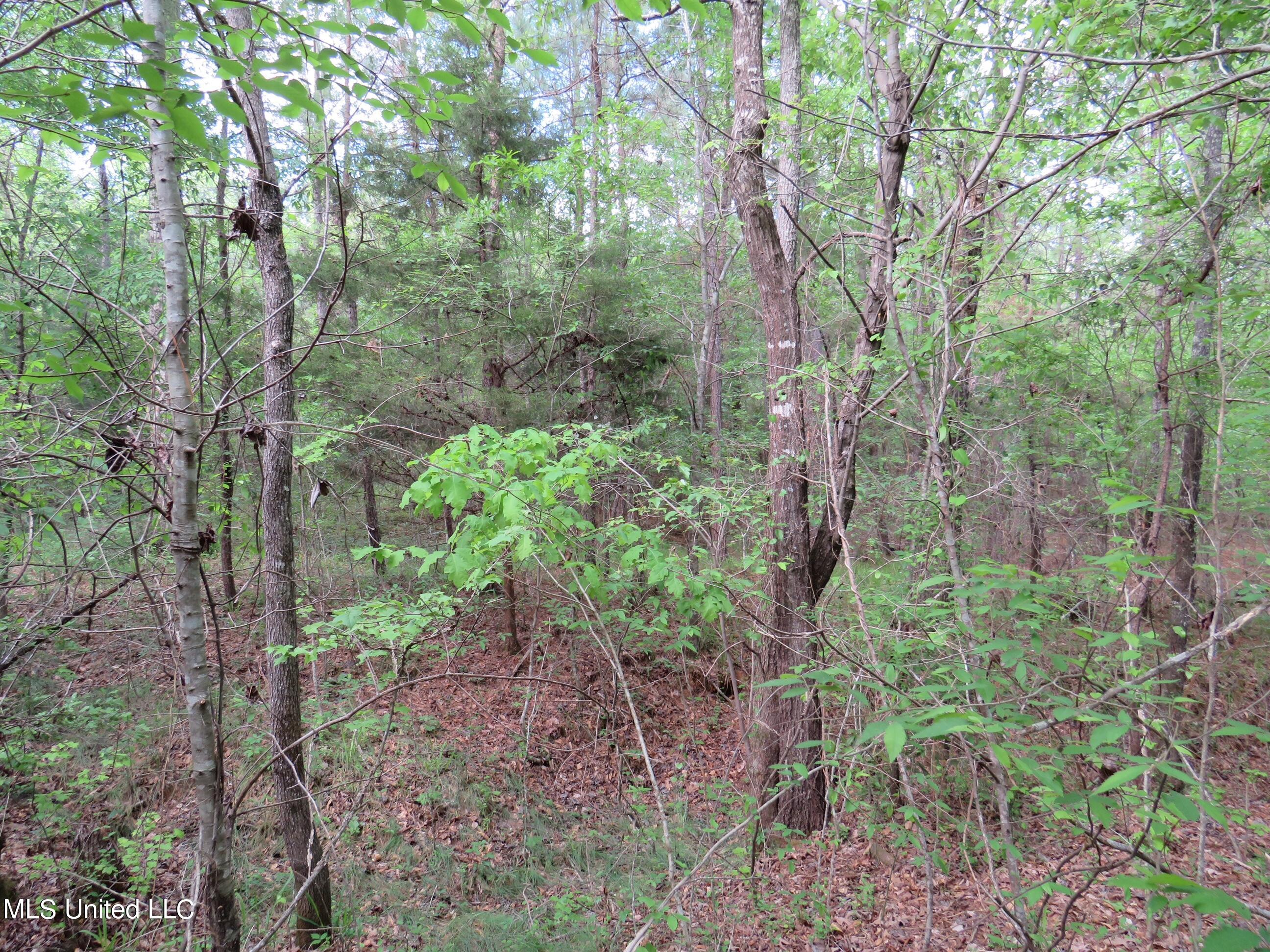 3179 Attala Road McCool, MS 39108 - Photo 14 of 27 IMG_0544