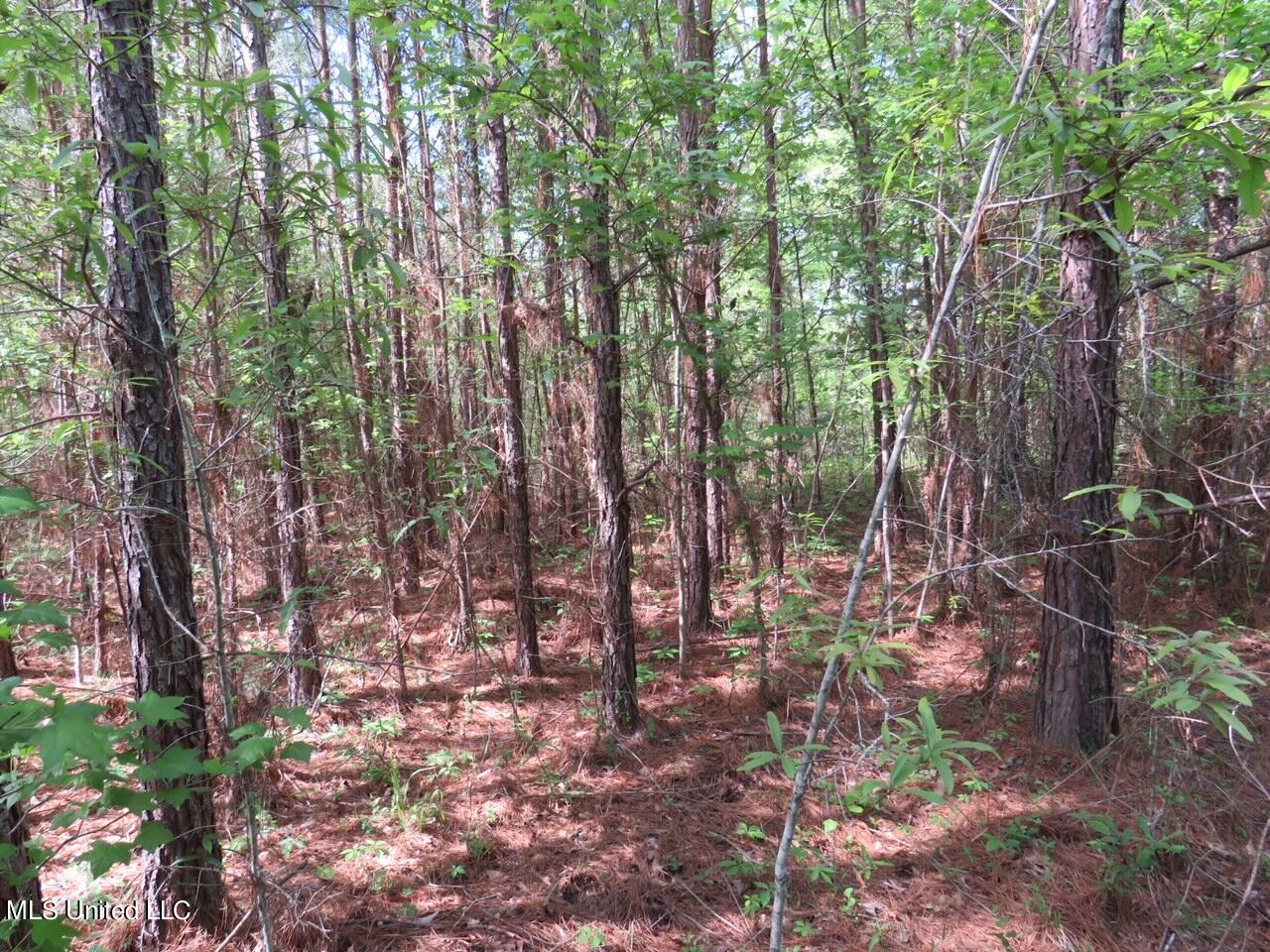 3179 Attala Road McCool, MS 39108 - Photo 2 of 27 IMG_0550