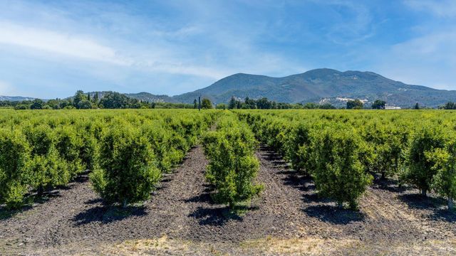 a view of a lush green field with lots of plants in it