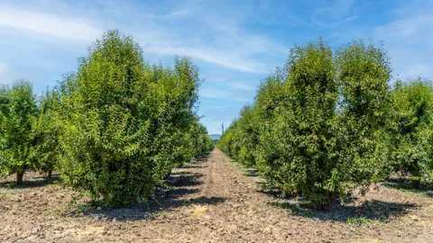 a view of a pathway both side of yard
