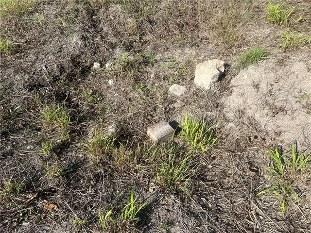 a close up of a plant in a garden