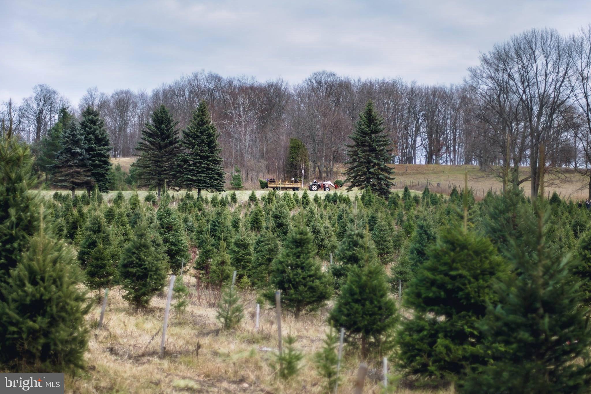 928 Nesbitt Road Colora, MD 21917 - Photo 7 of 34 Christmas Tree Farm