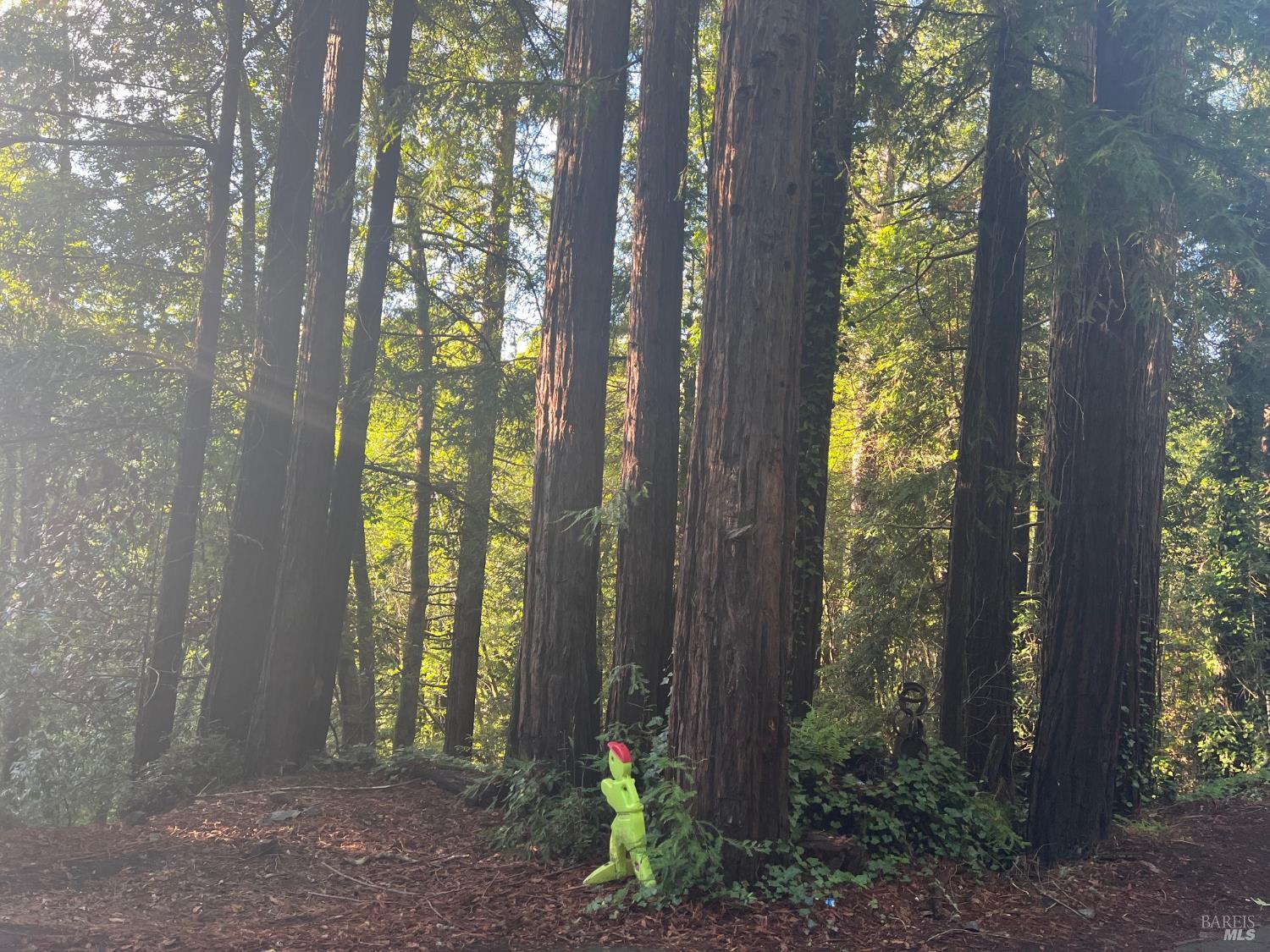 21866 Monte Vista Terrace Monte Rio, CA 95462 - Photo 11 of 12 a view of a garden