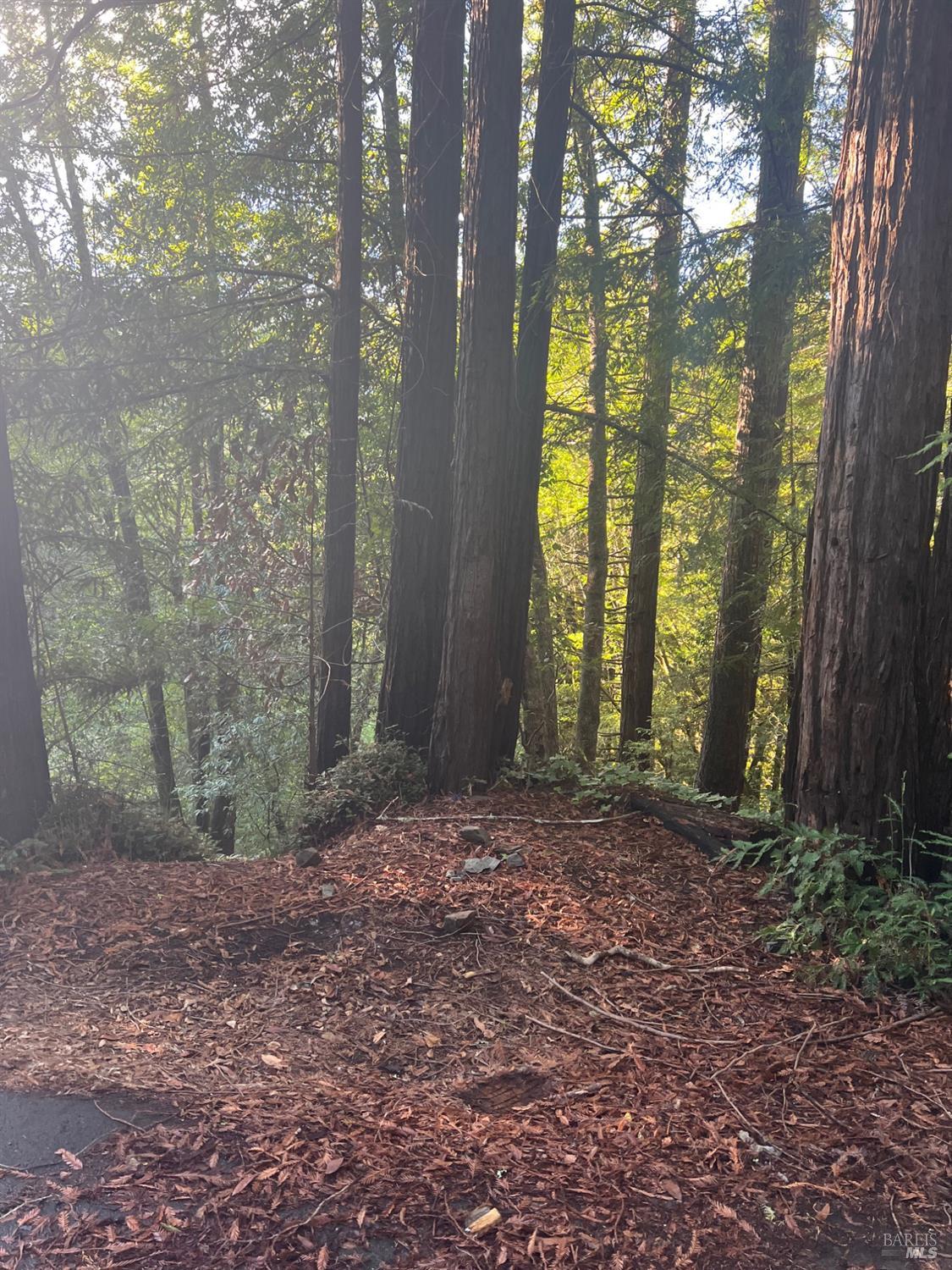 21866 Monte Vista Terrace Monte Rio, CA 95462 - Photo 12 of 12 a view of a yard with large trees