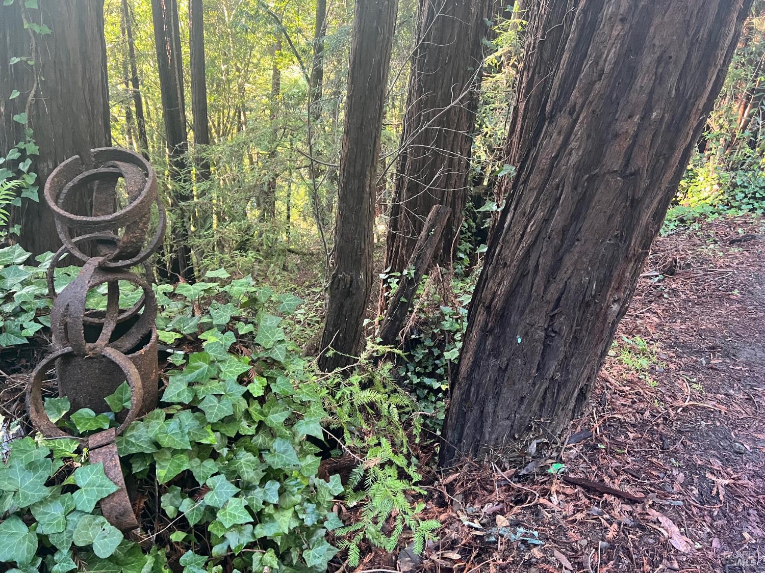 21866 Monte Vista Terrace Monte Rio, CA 95462 - Photo 2 of 12 a backyard of a house with lots of green space
