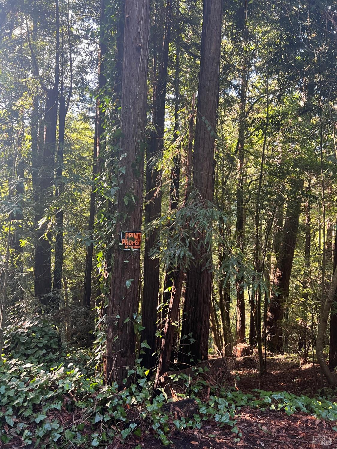 21866 Monte Vista Terrace Monte Rio, CA 95462 - Photo 3 of 12 a view of a yard with plants and trees