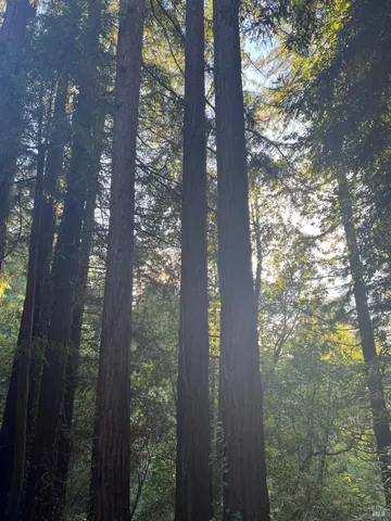 a close up of a tree