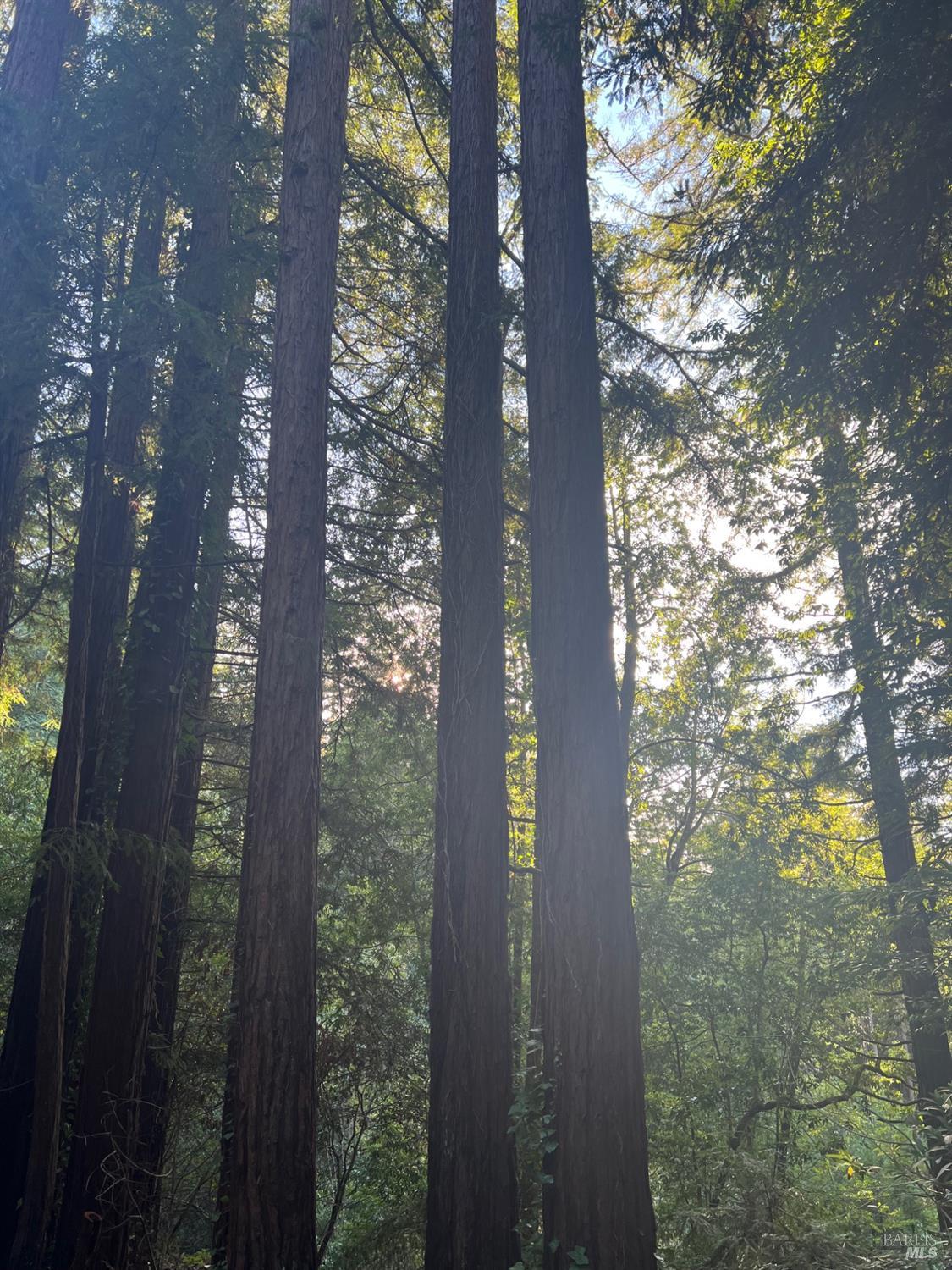 21866 Monte Vista Terrace Monte Rio, CA 95462 - Photo 4 of 12 a close up of a tree