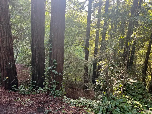 a view of a garden