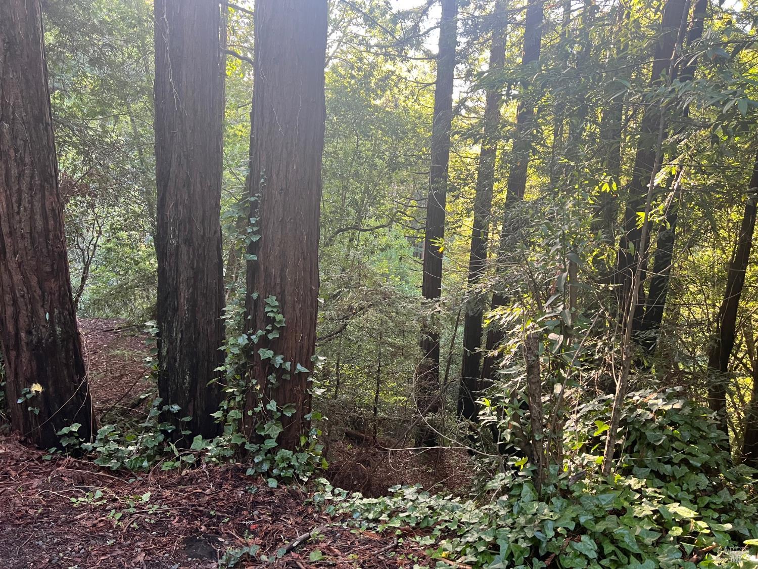 21866 Monte Vista Terrace Monte Rio, CA 95462 - Photo 5 of 12 a view of a garden