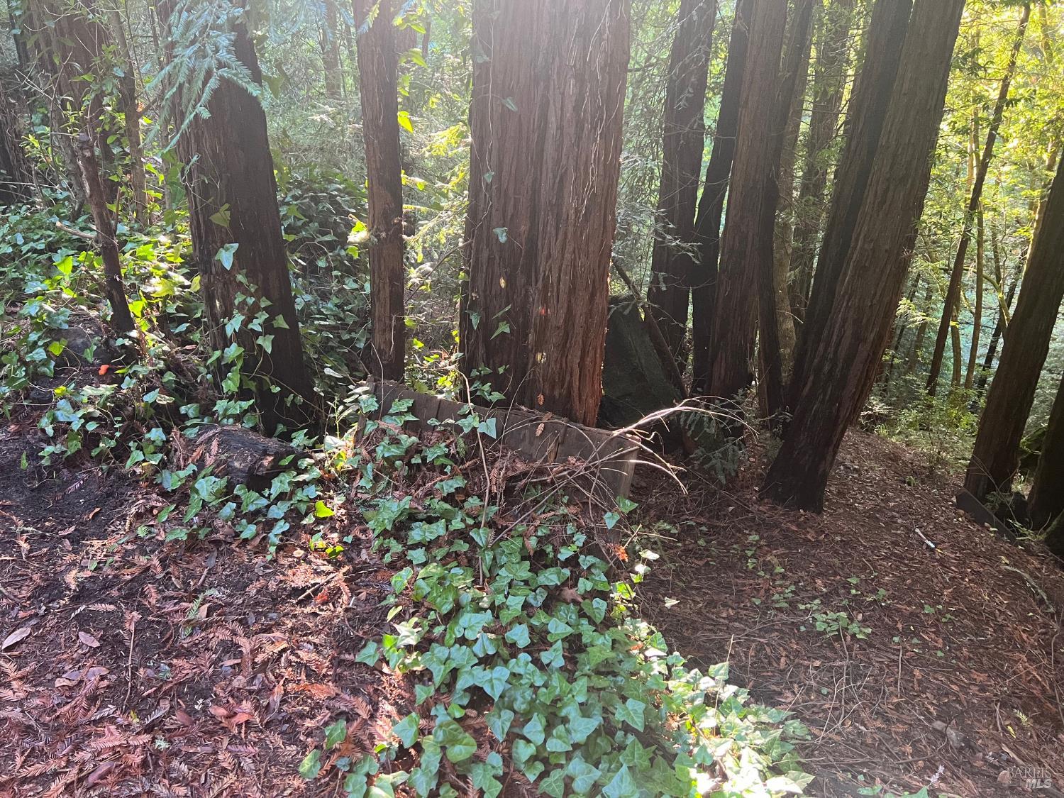 21866 Monte Vista Terrace Monte Rio, CA 95462 - Photo 6 of 12 a backyard of a house