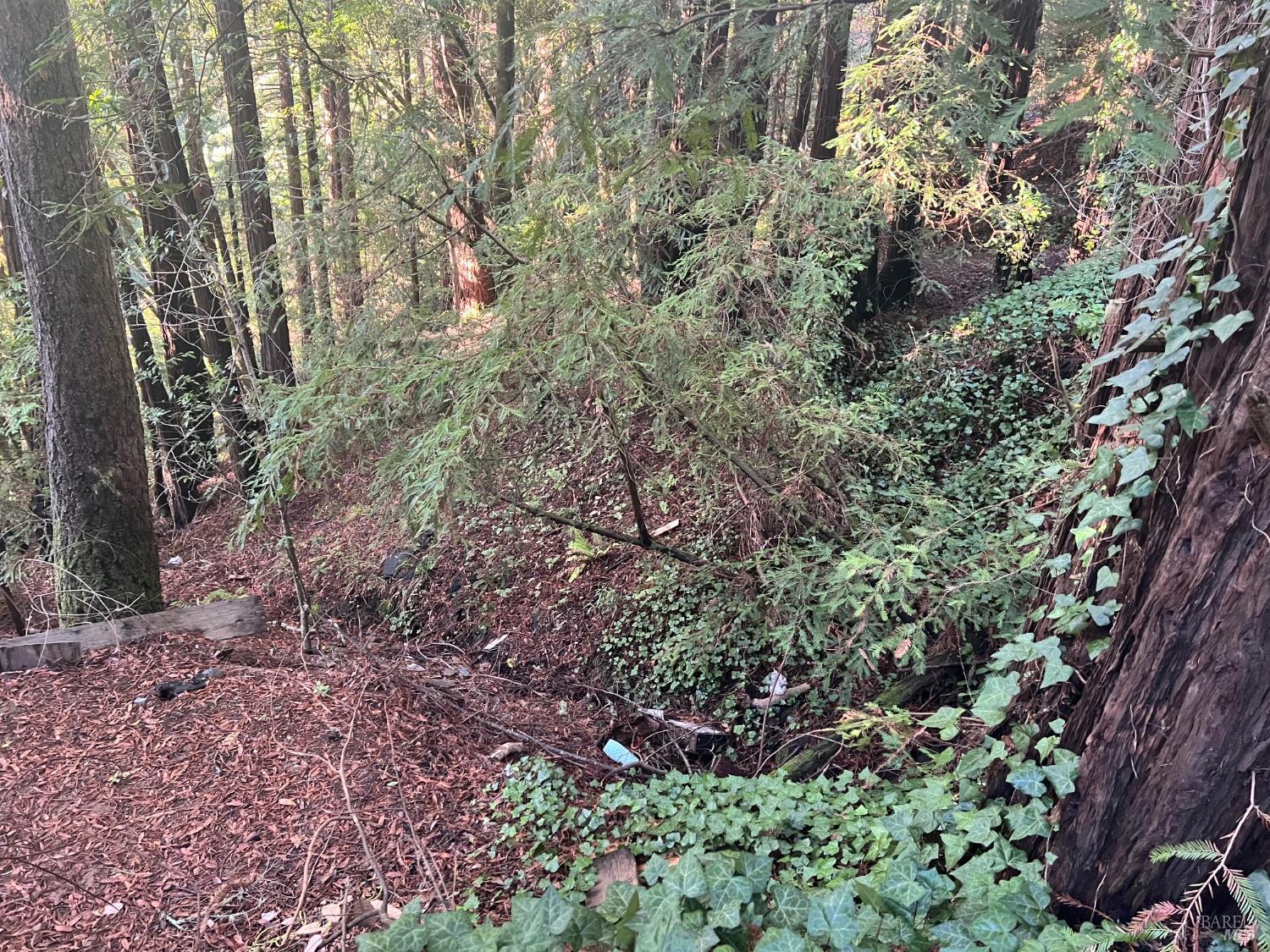 21866 Monte Vista Terrace Monte Rio, CA 95462 - Photo 8 of 12 a view of a yard