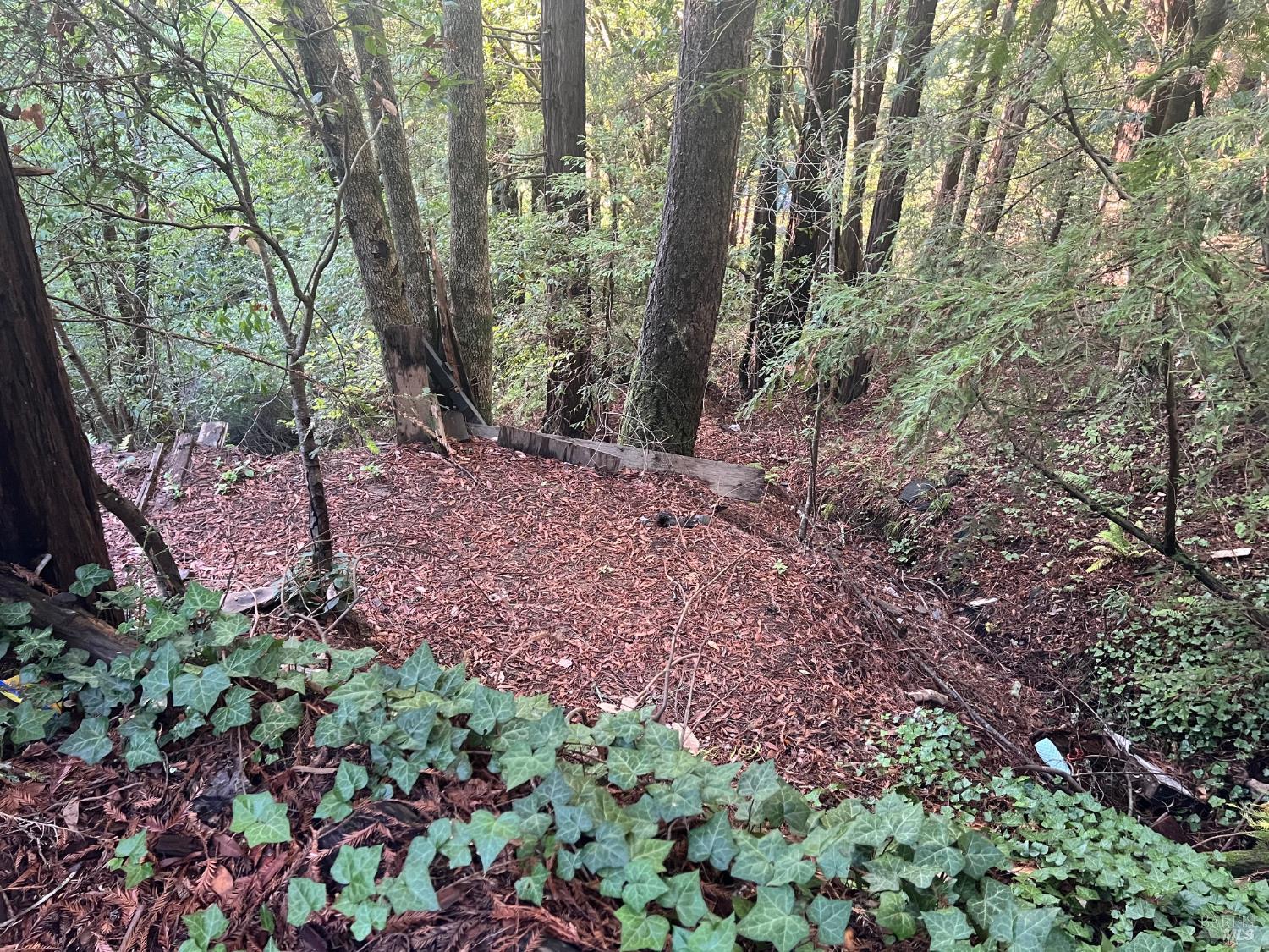 21866 Monte Vista Terrace Monte Rio, CA 95462 - Photo 9 of 12 a view of a forest with lots of trees