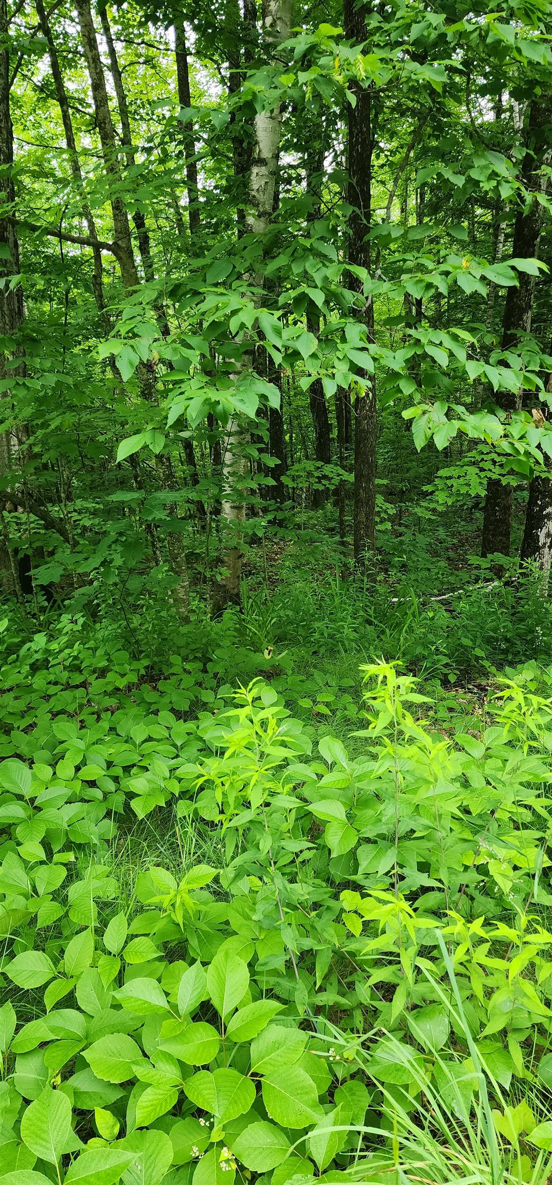 Tbd Bond Spring Road, Unit LOT 1 West Newfield, ME 04095 - Photo 9 of 12 Gallery Image 9