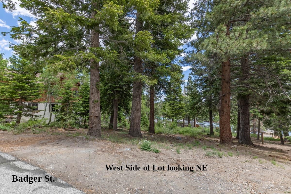 17 Badger Street Mammoth Lakes, CA 93546 - Photo 4 of 13 a view of a forest with trees in the background