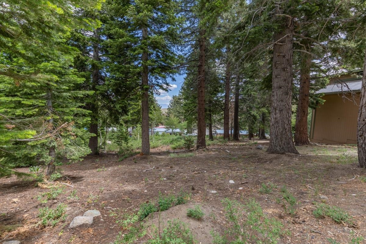 17 Badger Street Mammoth Lakes, CA 93546 - Photo 6 of 13 a view of a tree in the middle of a yard