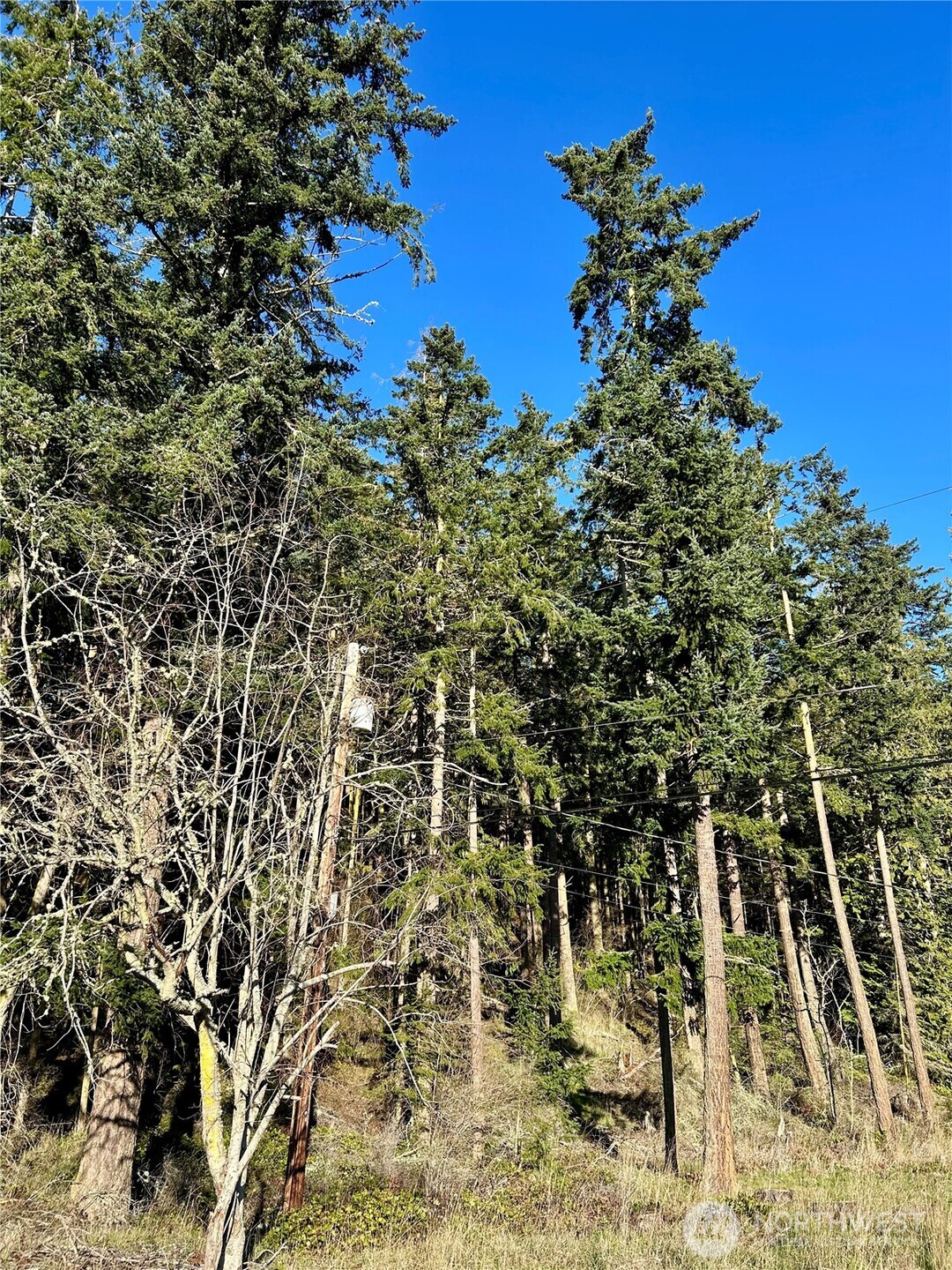 55 Vancouver Place Port Townsend, WA 98368 - Photo 3 of 11 a picture of a tree