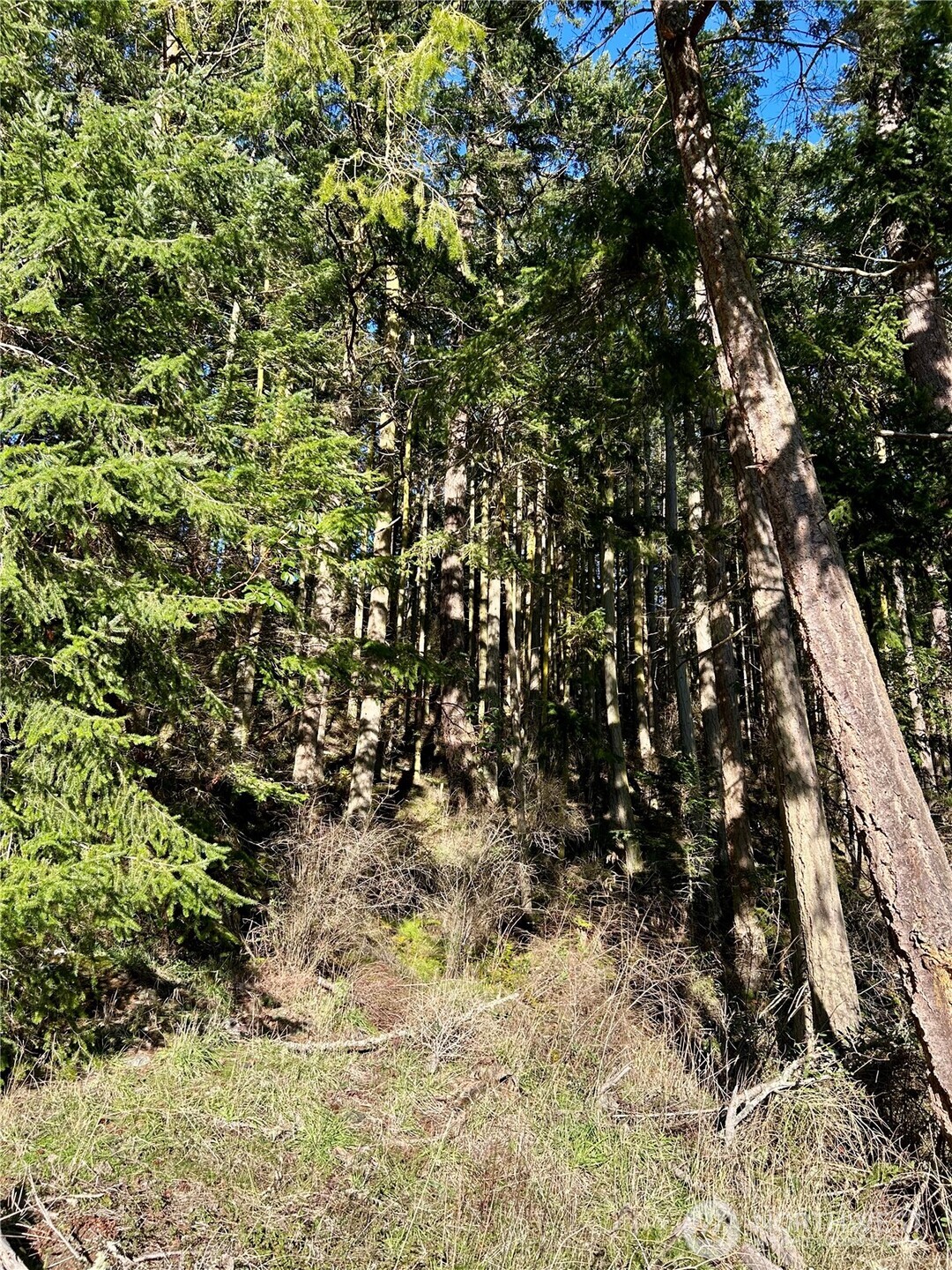 55 Vancouver Place Port Townsend, WA 98368 - Photo 6 of 11 a view of a tree