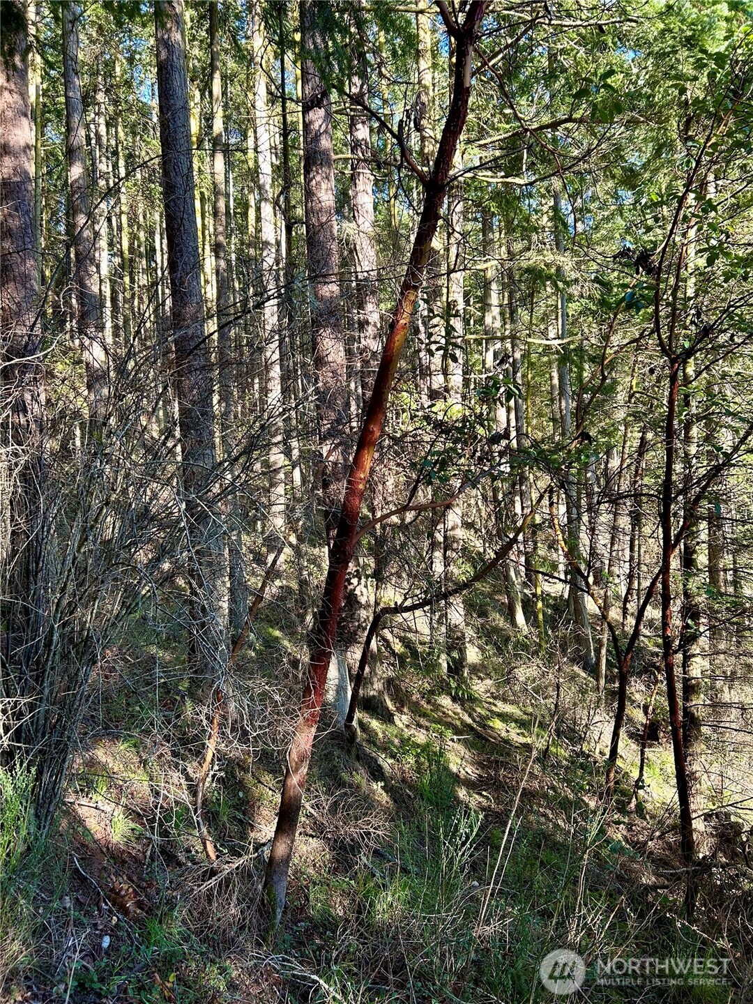 55 Vancouver Place Port Townsend, WA 98368 - Photo 7 of 11 a picture of tree