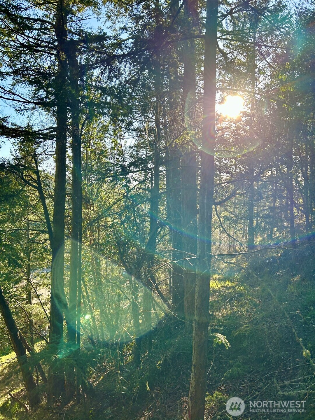 55 Vancouver Place Port Townsend, WA 98368 - Photo 8 of 11 a view of a tree in a yard