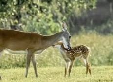0 Turning Bayou Trail Angleton, TX 77515 - Photo 5 of 8 a close up of a sink