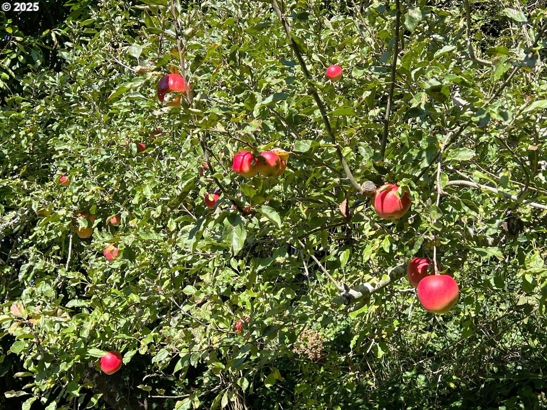 860 8th Terrace Coos Bay, OR 97420 - Photo 19 of 22 a view of a small garden