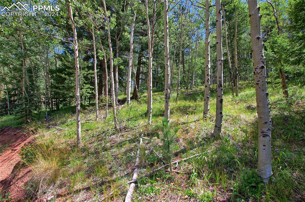 68 Valley Road Divide, CO 80814 - Photo 13 of 38 View of nature