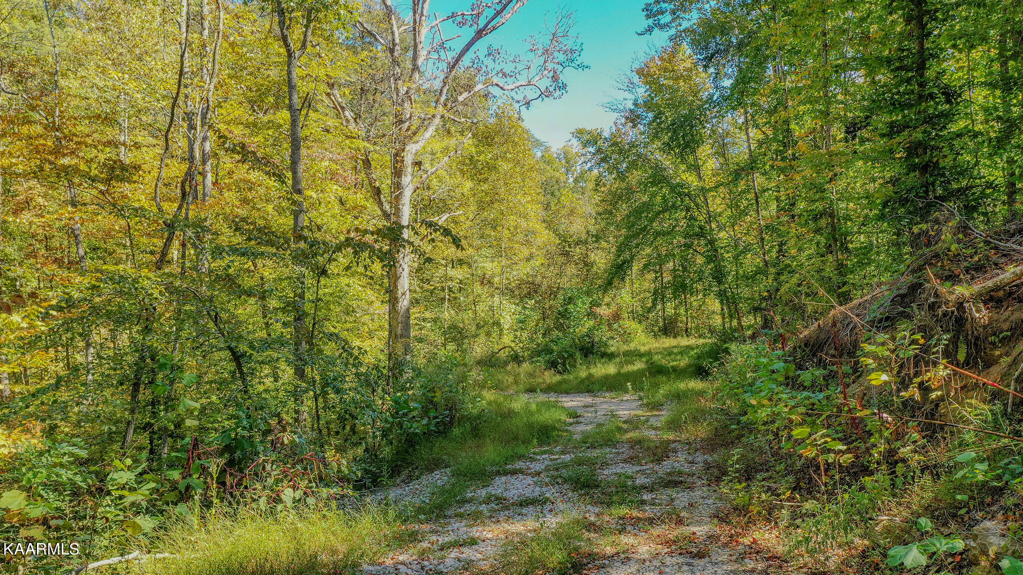 Johnson Farm Road Maynardville, TN 37807 - Photo 2 of 11 ROAD FRONT