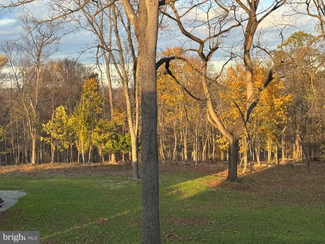 a big yard with large trees