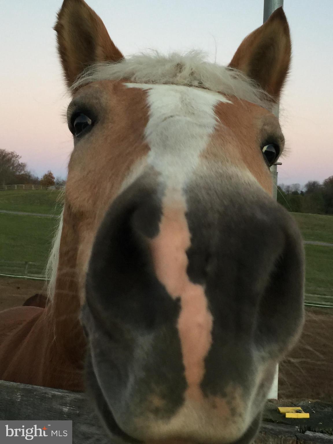 25440 Old Hundred Road Dickerson, MD 20842 - Photo 65 of 65 Baxter approves this listing. Great horse prop!