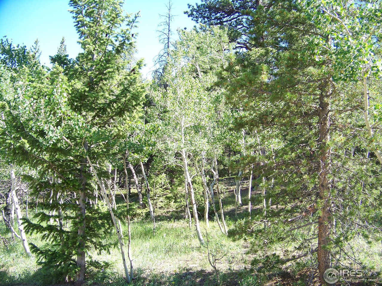 1020 Ski Road Allenspark, CO 80510 - Photo 4 of 11 Gallery Image 4