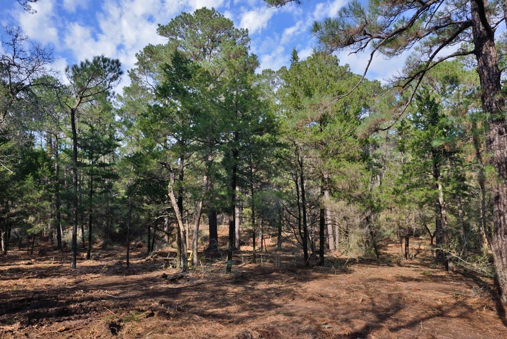 a view of outdoor space with trees