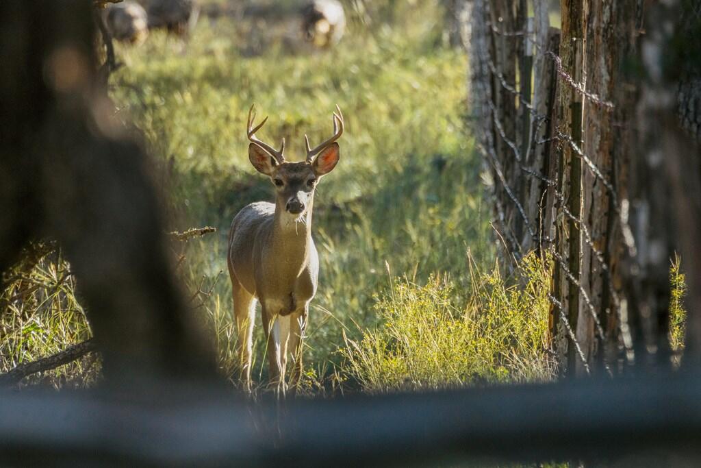307 Gold-Schaefer Road Fredericksburg, TX 78624 - Photo 13 of 25 Gallery Image 13