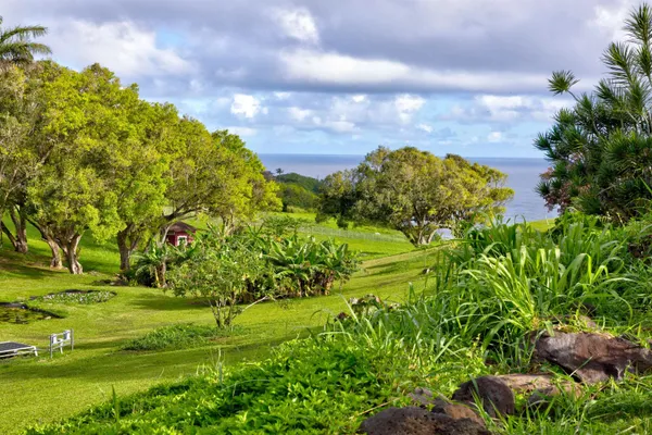 a view of a park with large trees