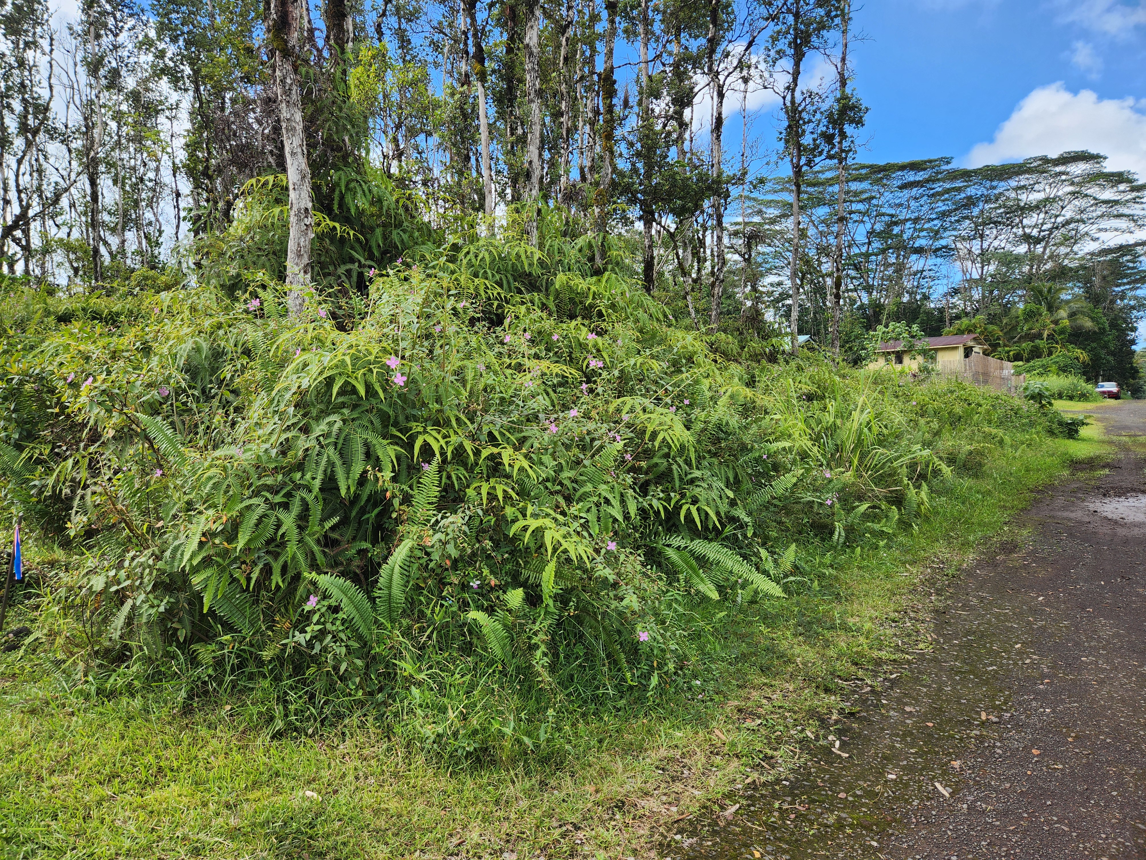 611 Holiday Road Pahoa, HI 96778 - Photo 2 of 7 Gallery Image 2