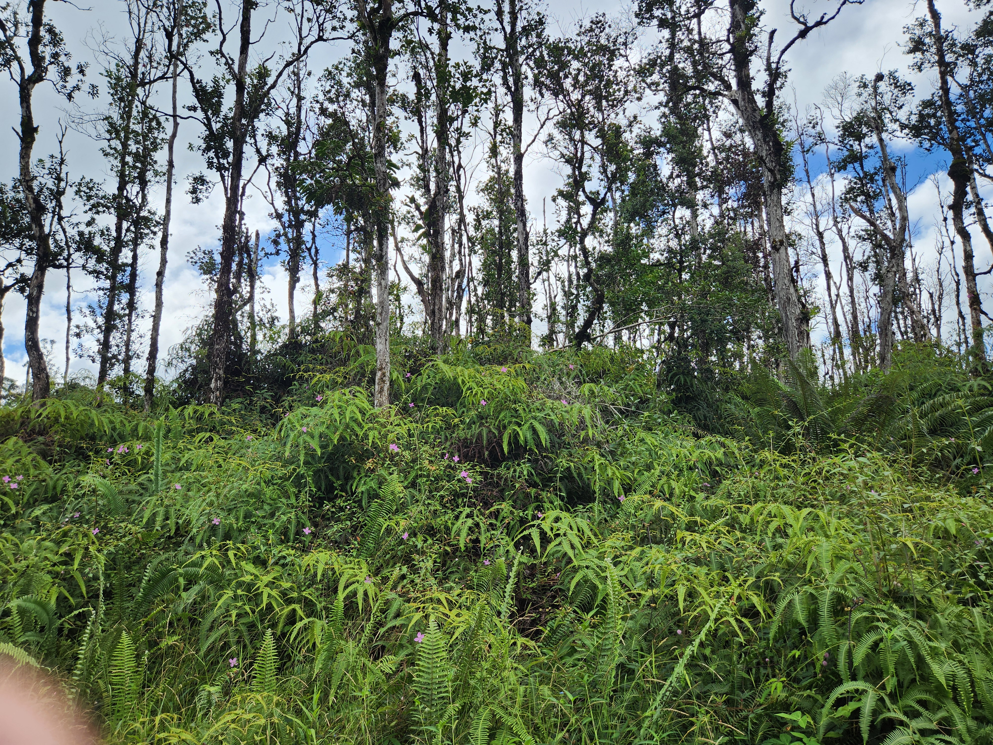611 Holiday Road Pahoa, HI 96778 - Photo 5 of 7 Gallery Image 5