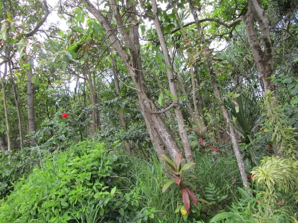 $60,000 | 75 Kekainehe Street, Pahoa, HI 96778