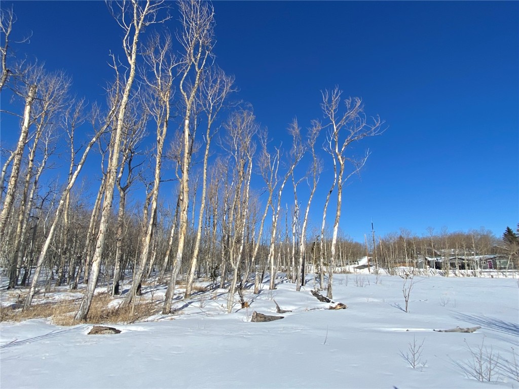 Tbd Beaver Creek Road Fairplay, CO 80440 - Photo 15 of 39 a view of a yard with a tree