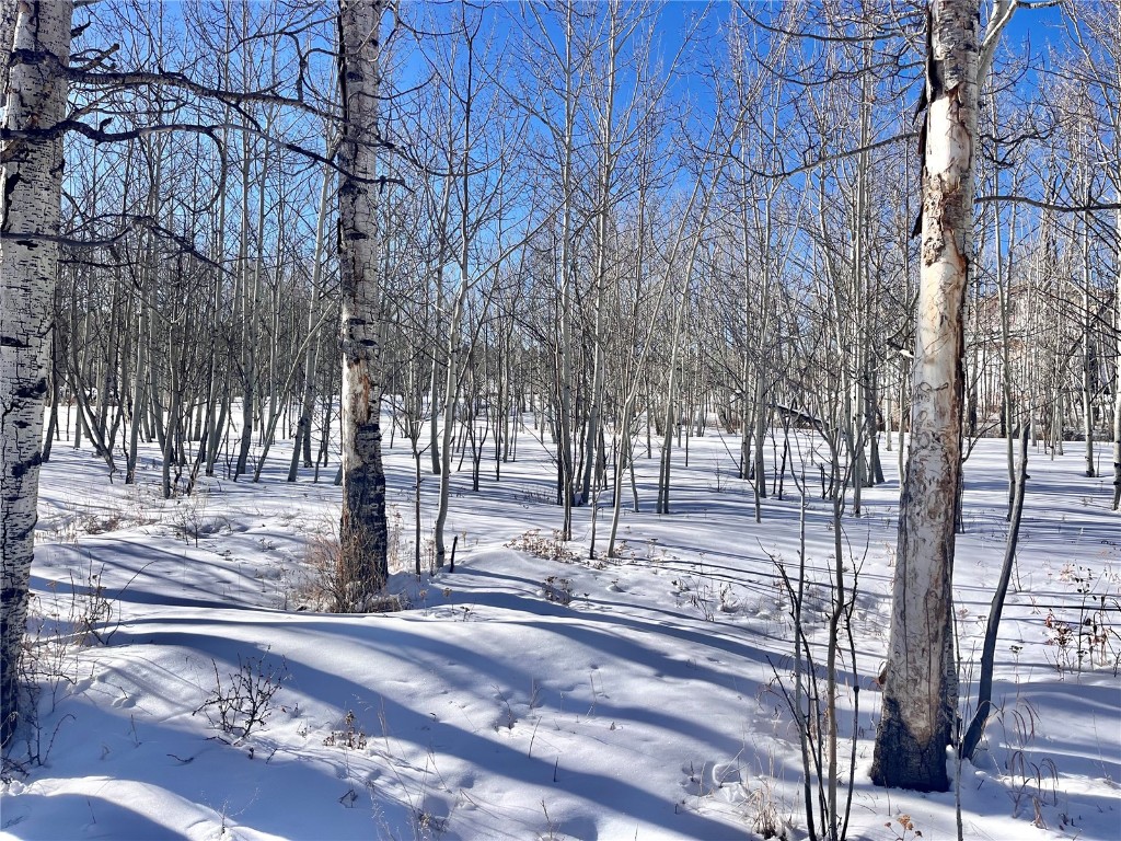 Tbd Beaver Creek Road Fairplay, CO 80440 - Photo 24 of 39 a view of a yard with large trees