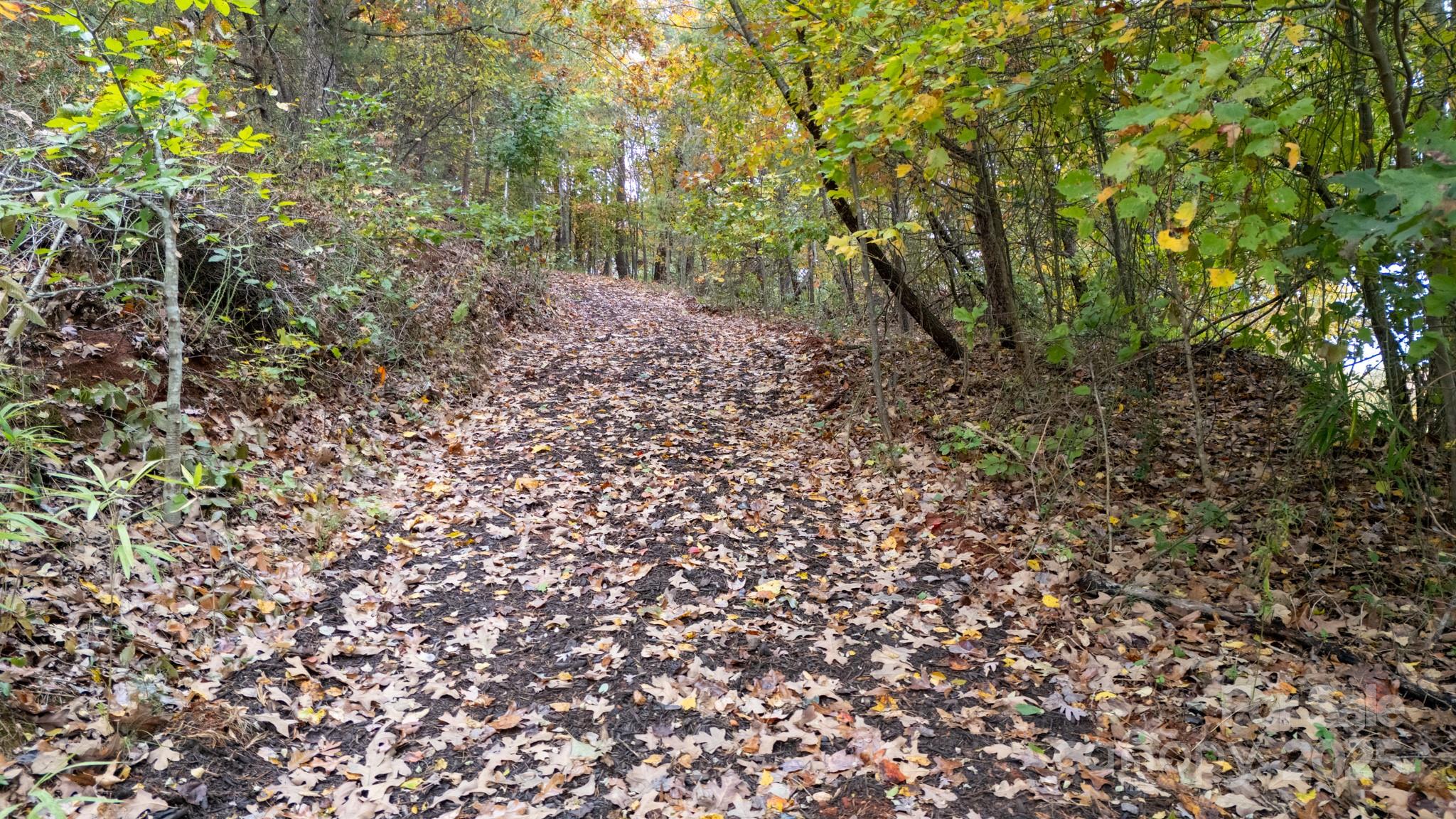 140 Reitzel Road Taylorsville, NC 28681 - Photo 5 of 15 a view of a forest with trees