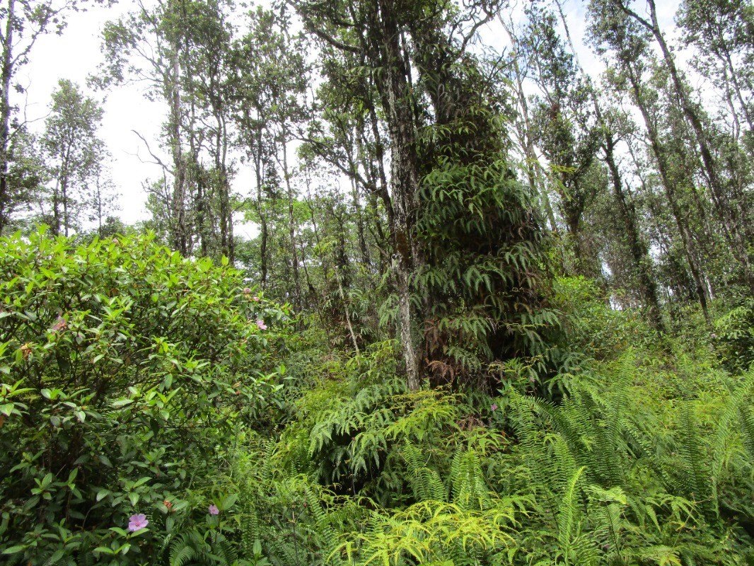 227 Paradise Road Pahoa, HI 96778 - Photo 1 of 3 Gallery Image 1