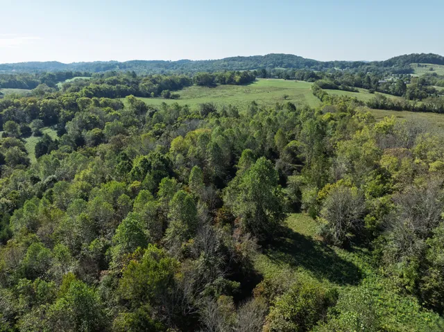 a close up of a plant in a garden