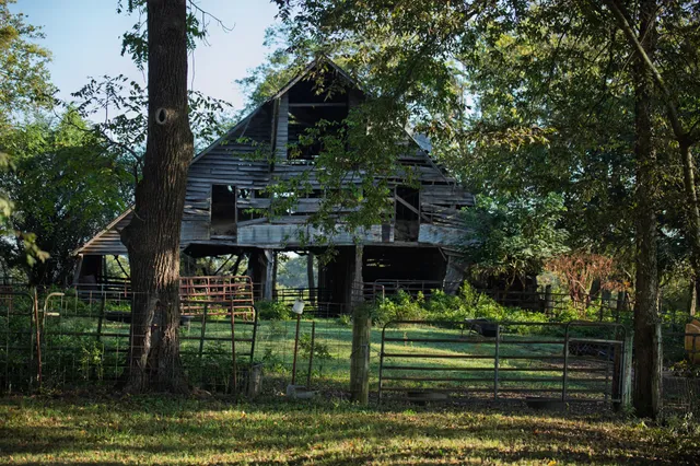 a view of a tree with a yard