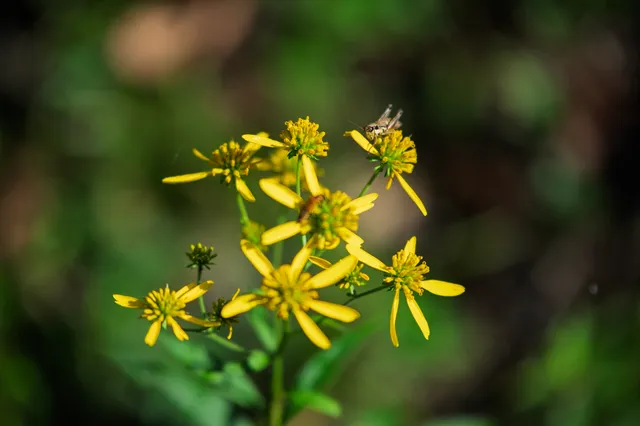 a view of a lush green forest