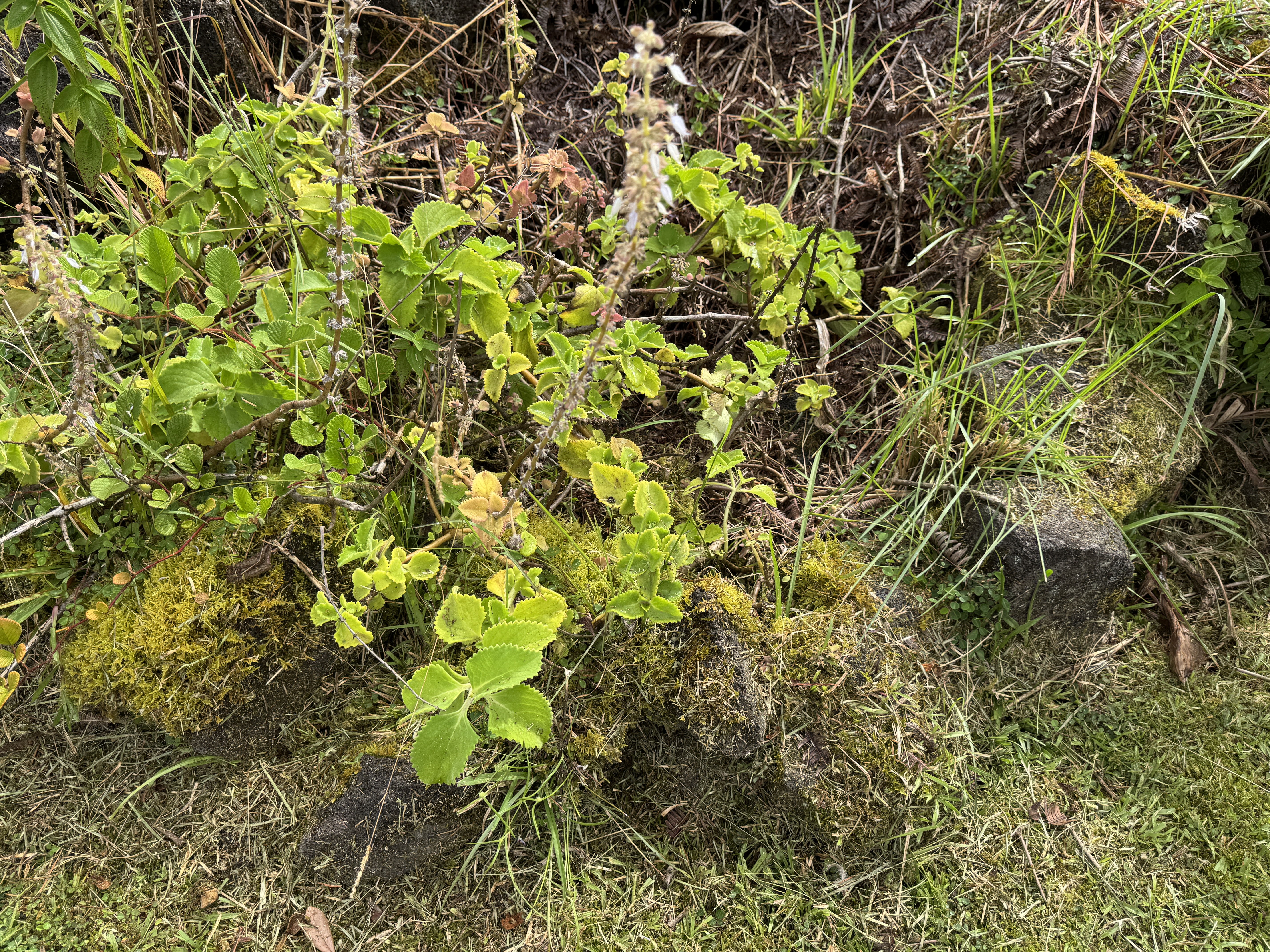 11-2218 Ohialani Road Volcano, HI 96785 - Photo 21 of 24 Gallery Image 21