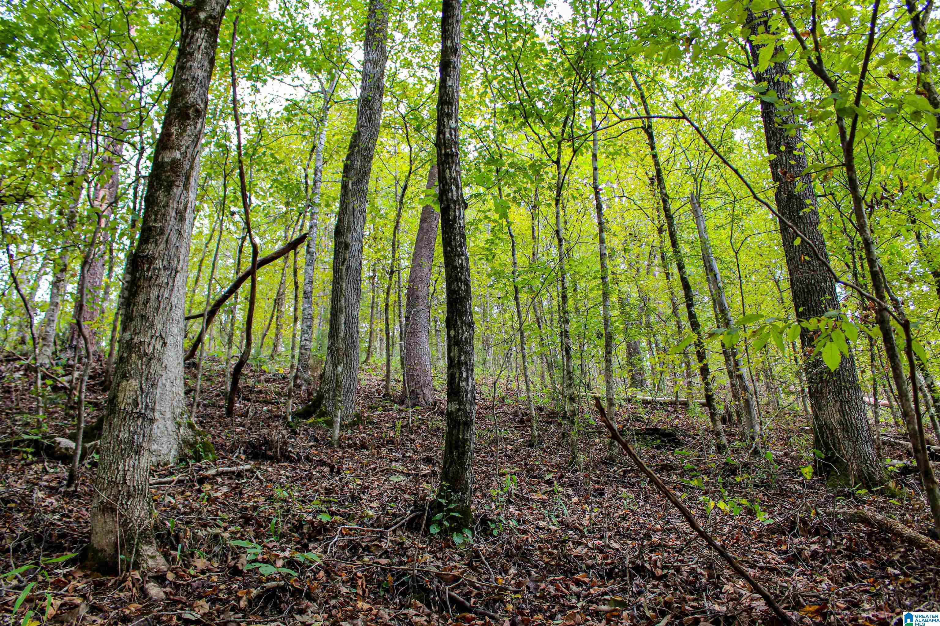 1 Highway 18, Unit 1 Oakman, AL 35579 - Photo 3 of 46
