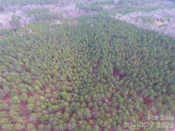 a close up of a plant